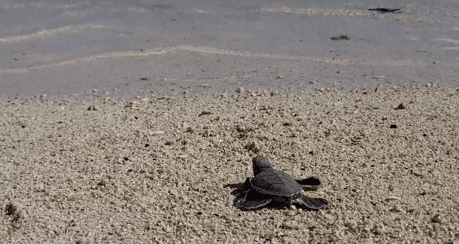 baby green turtle