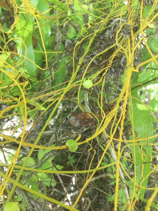 A vine used to make head decorations