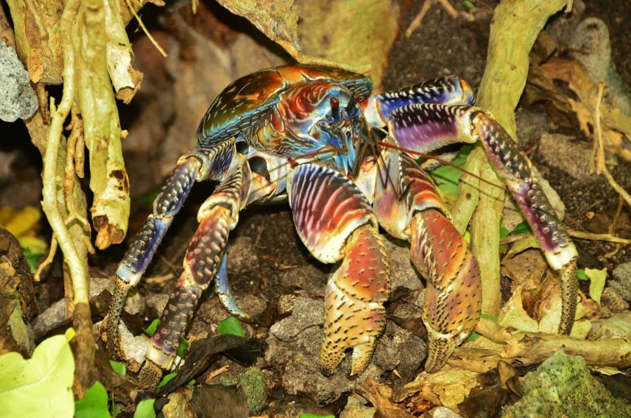 almost camouflaged