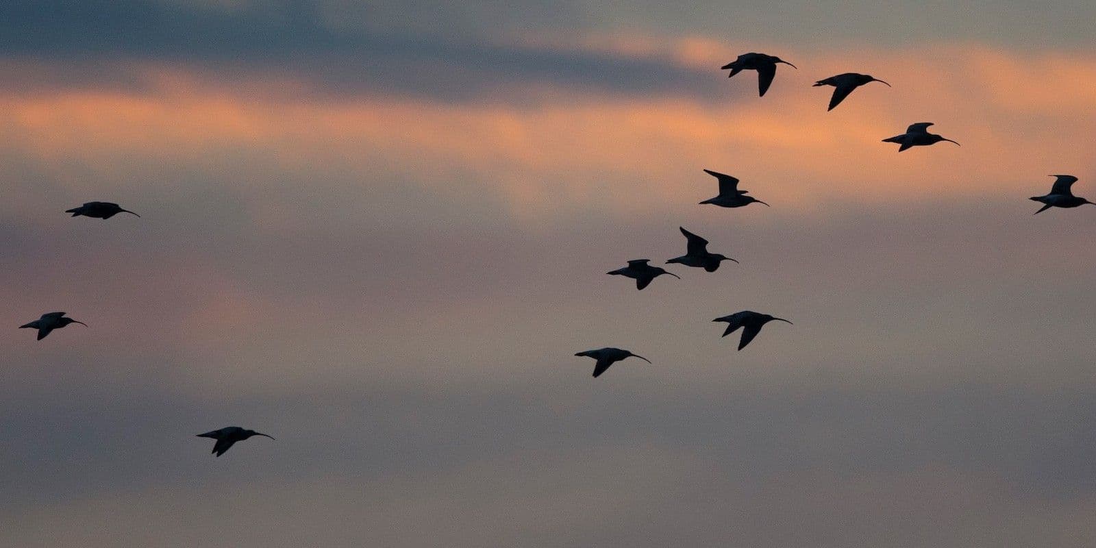 migrating curlews