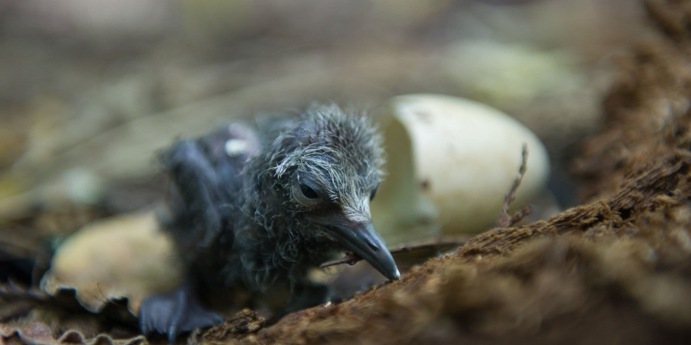 hatchling