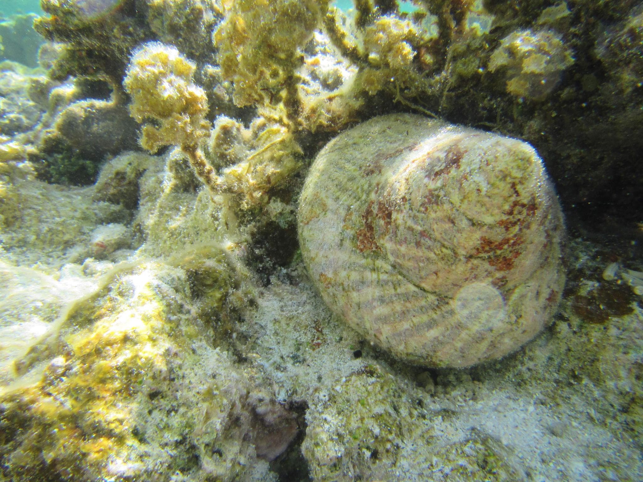 This mollusc eats very small algae that it harvests while grazing on coral and rocks.