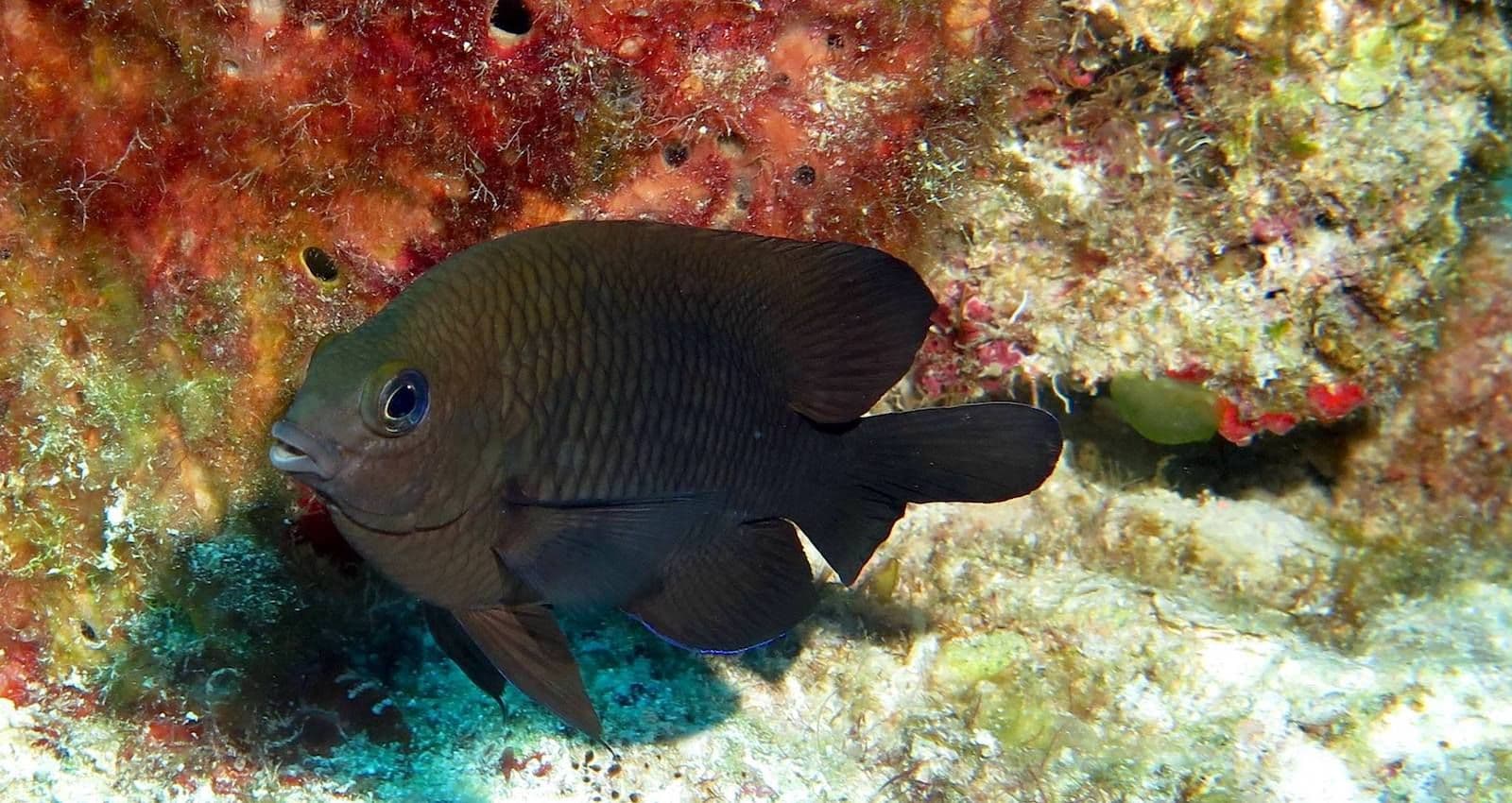 dusky farmerfish