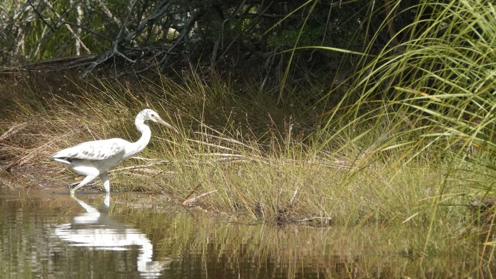 Pacific reef egret