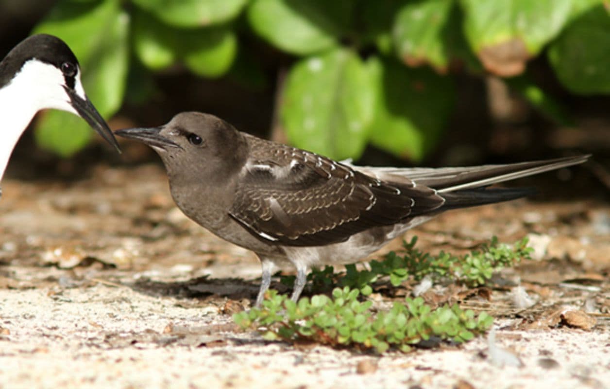 Sooty Tern