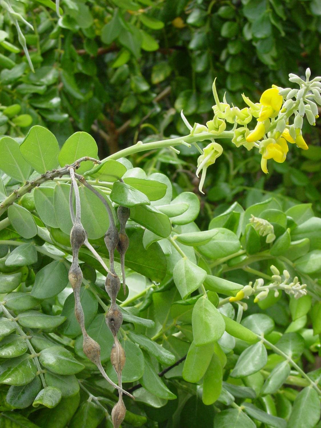 Necklacepod is a nectar plant for bees and butterflies