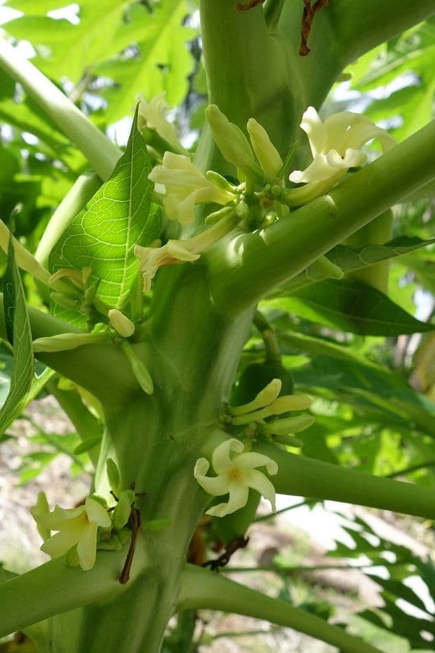 This tree has several uses, notably in pharmacopoeia where roots, flowers, fruit, seeds, and its latex have medicinal and antiseptic properties.