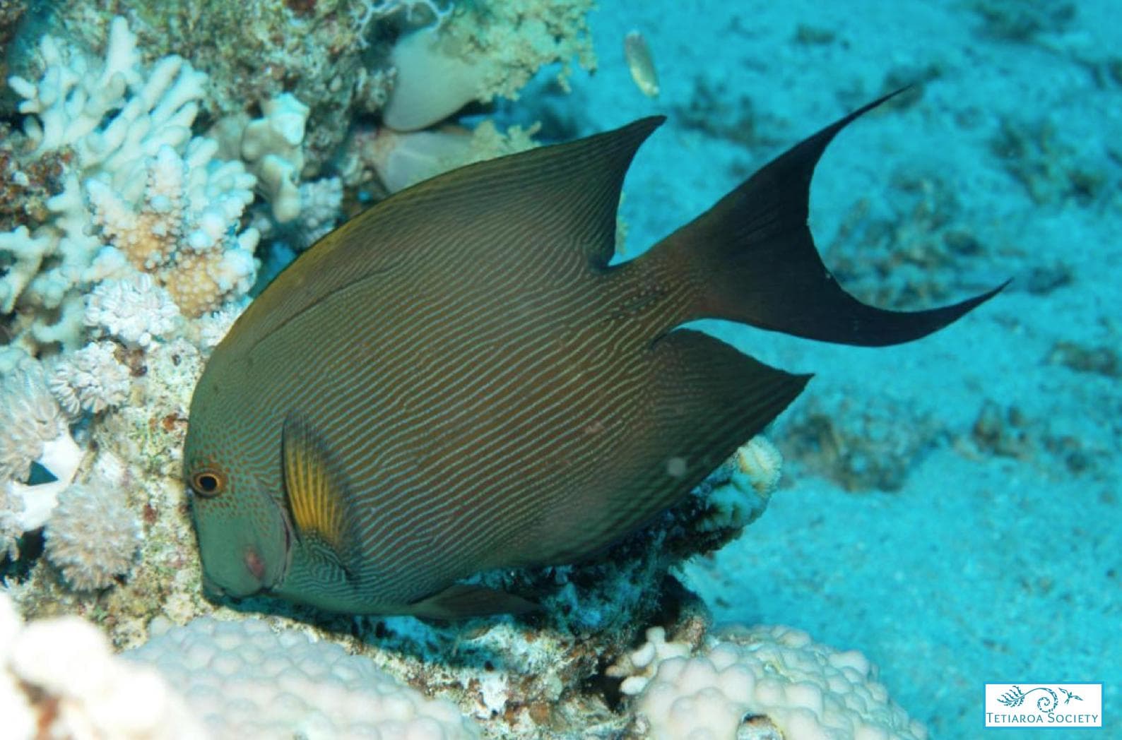Striated surgeonfish feed on algea