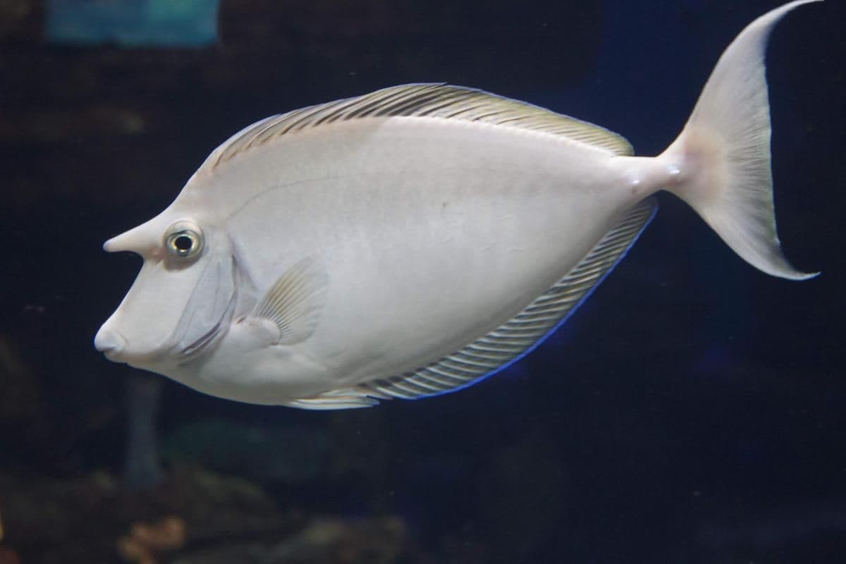 Adults have a truncated tail with two filaments at the ends.