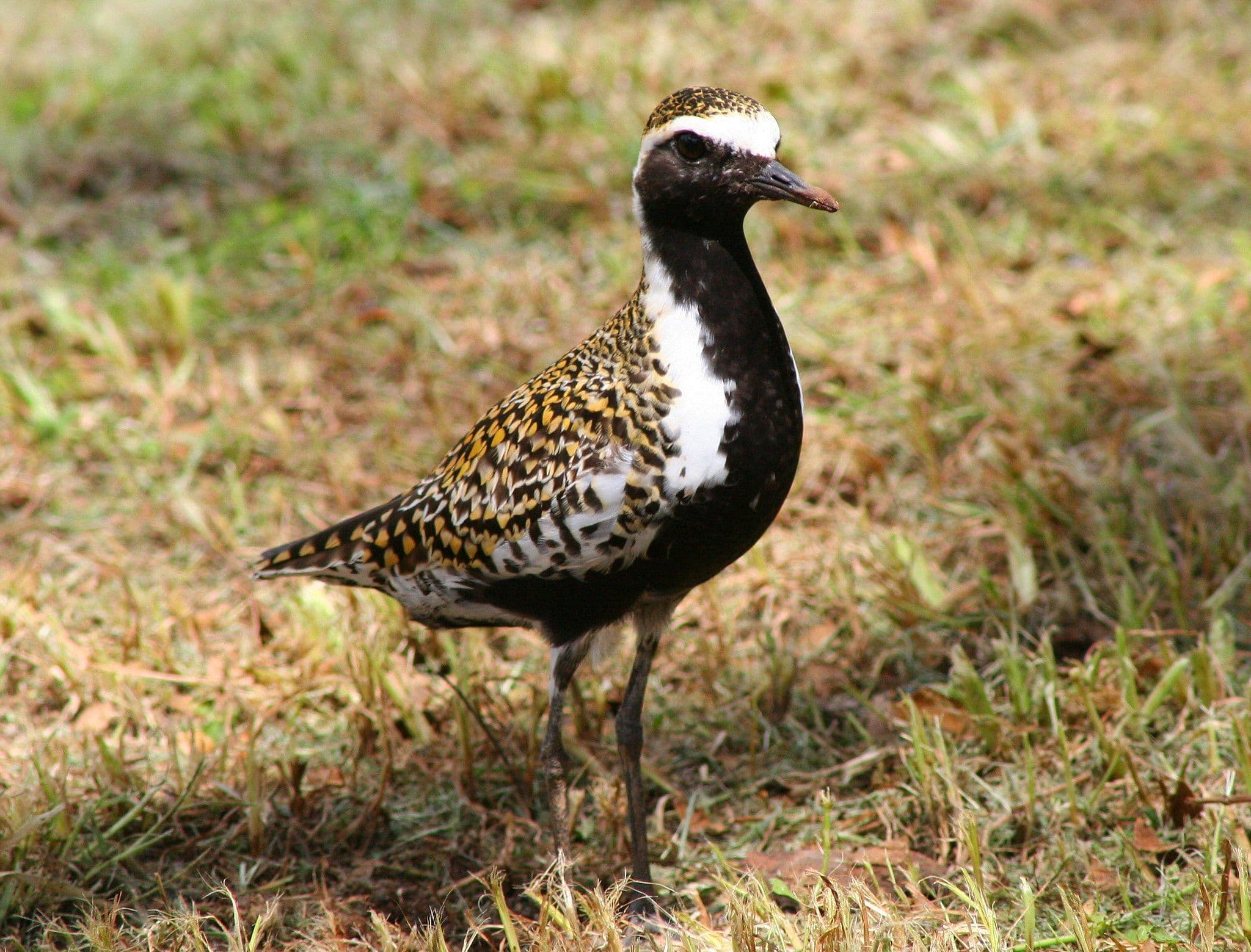 Pacific golden plover with reproductive plumage