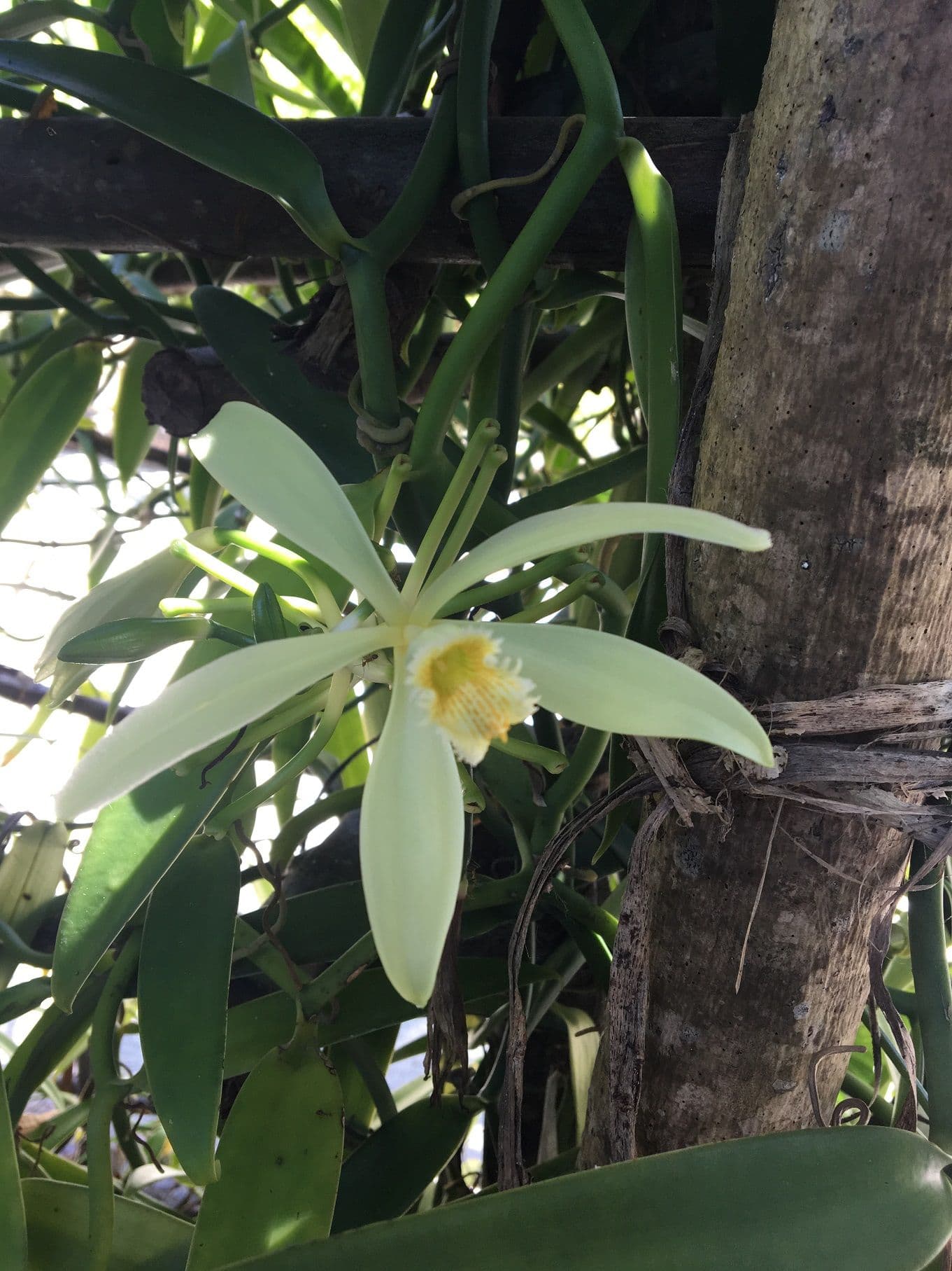 The vanilla plant has to be pollinated by the Melipona bee, which is not present in Polynesia, so the pollination must be done manually