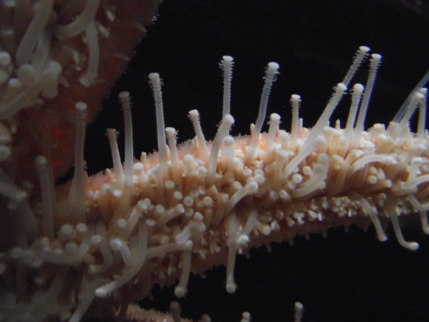 sea cucumber tube feet