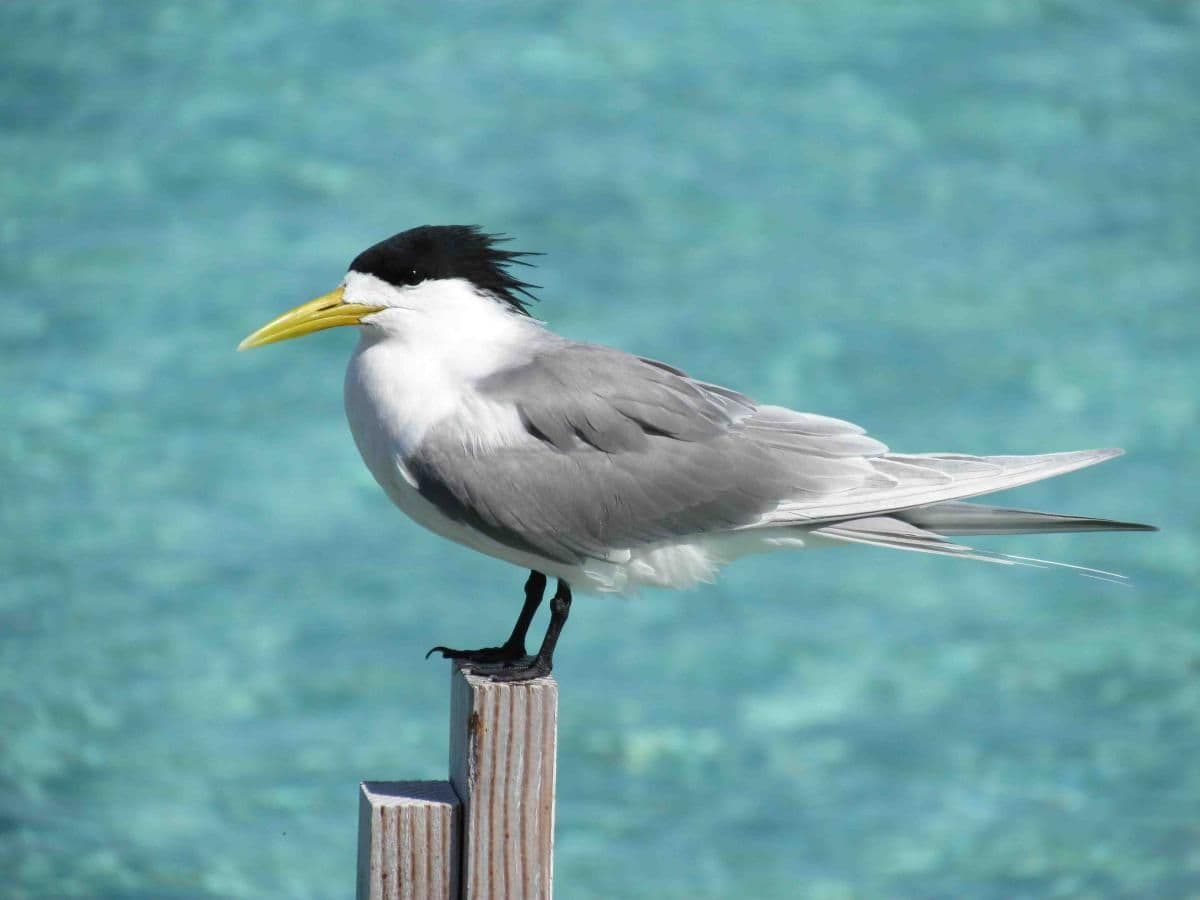 Great crested tern