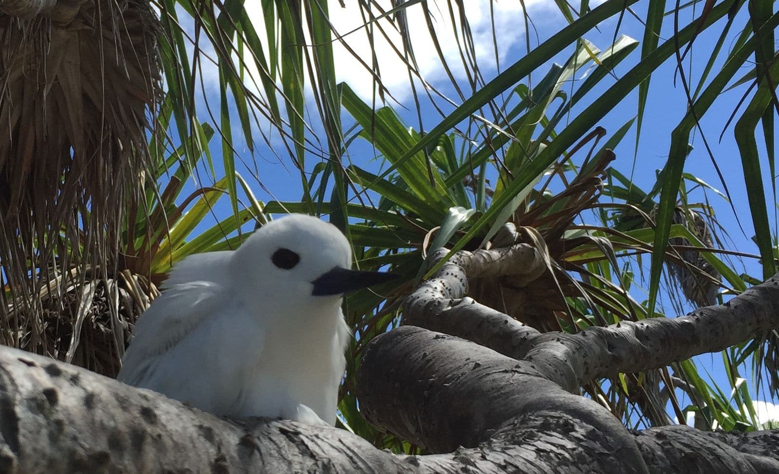 white tern on a pandanus branch