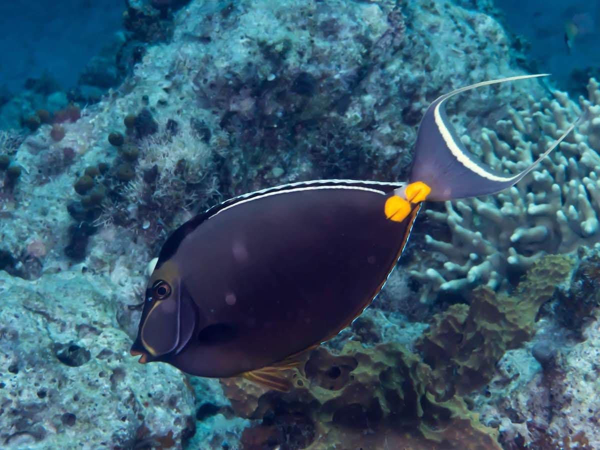 This fish is brown-grey with and angular head and orange, scalpel-like forehead and lips.