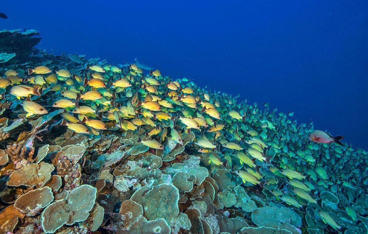 healthy coral