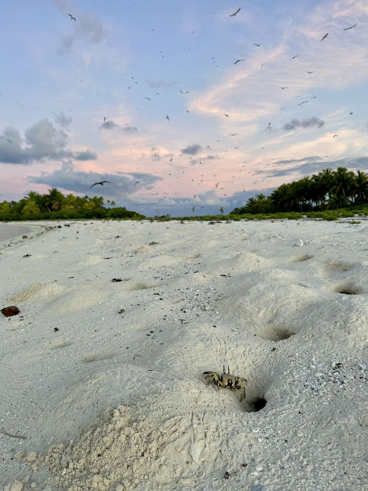 ghost crab burrows on the beach