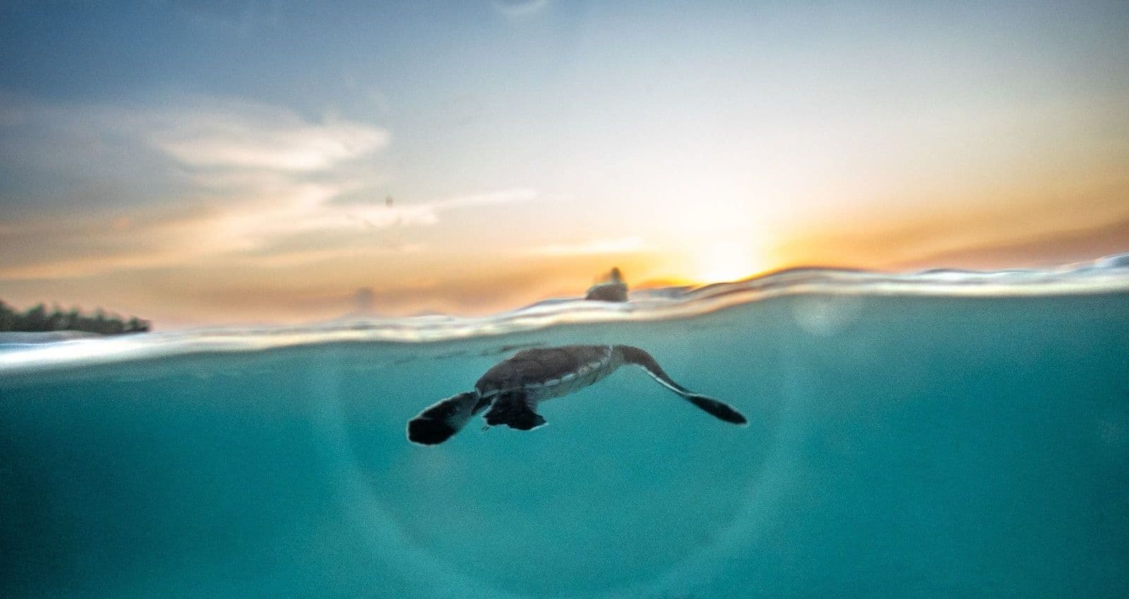 green turtle hatchling