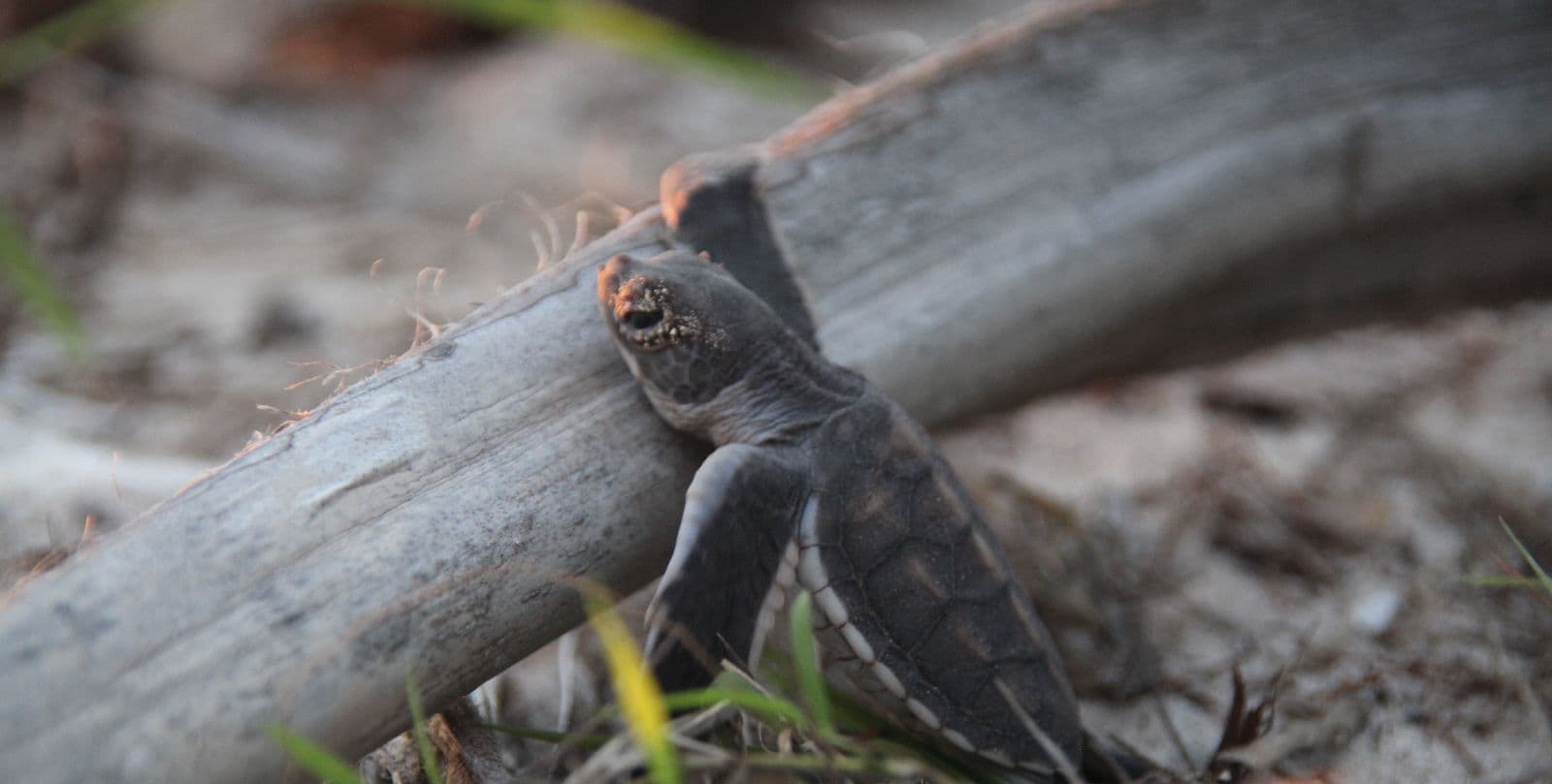 baby turtle on tetiaroa atoll threatened by invasive rats