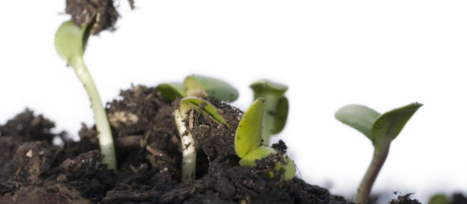 sprouts in compost