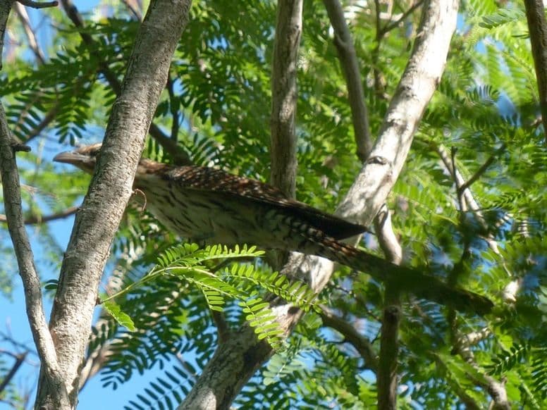 Pacific long-tailed cuckoo