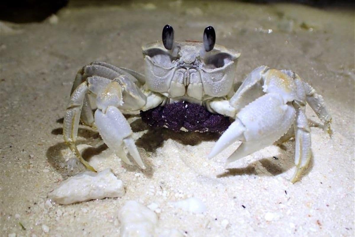 smooth-handed ghost crab