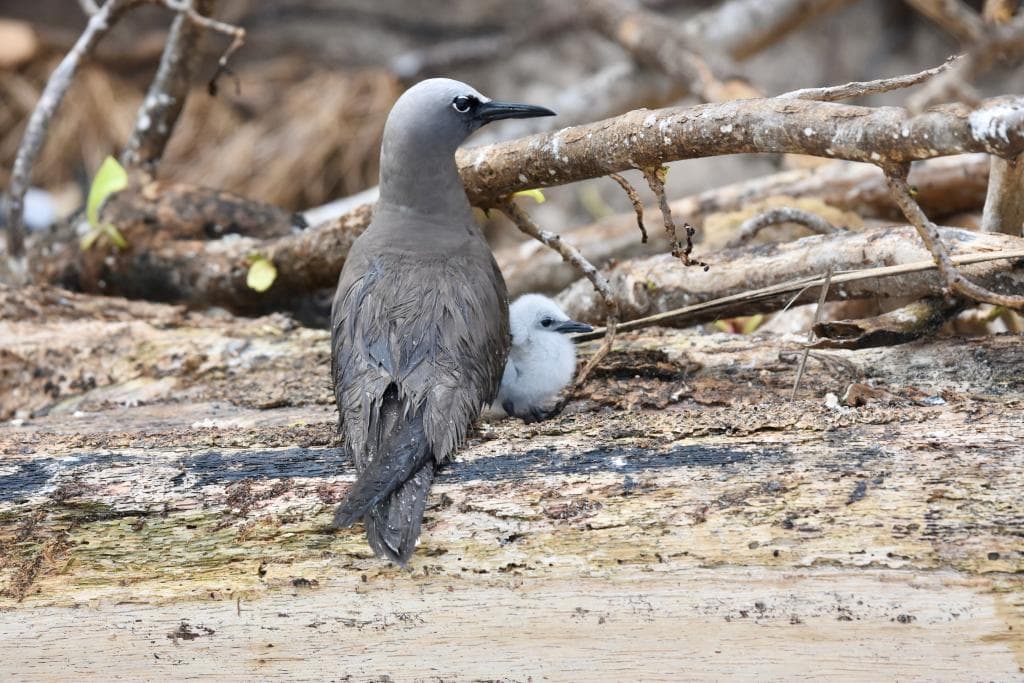 Ground-nesting noddy with a chick