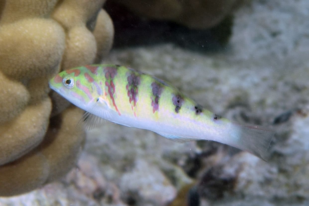 Its body is light colored with blue-green reflects, 6 vertical stripes on its top.