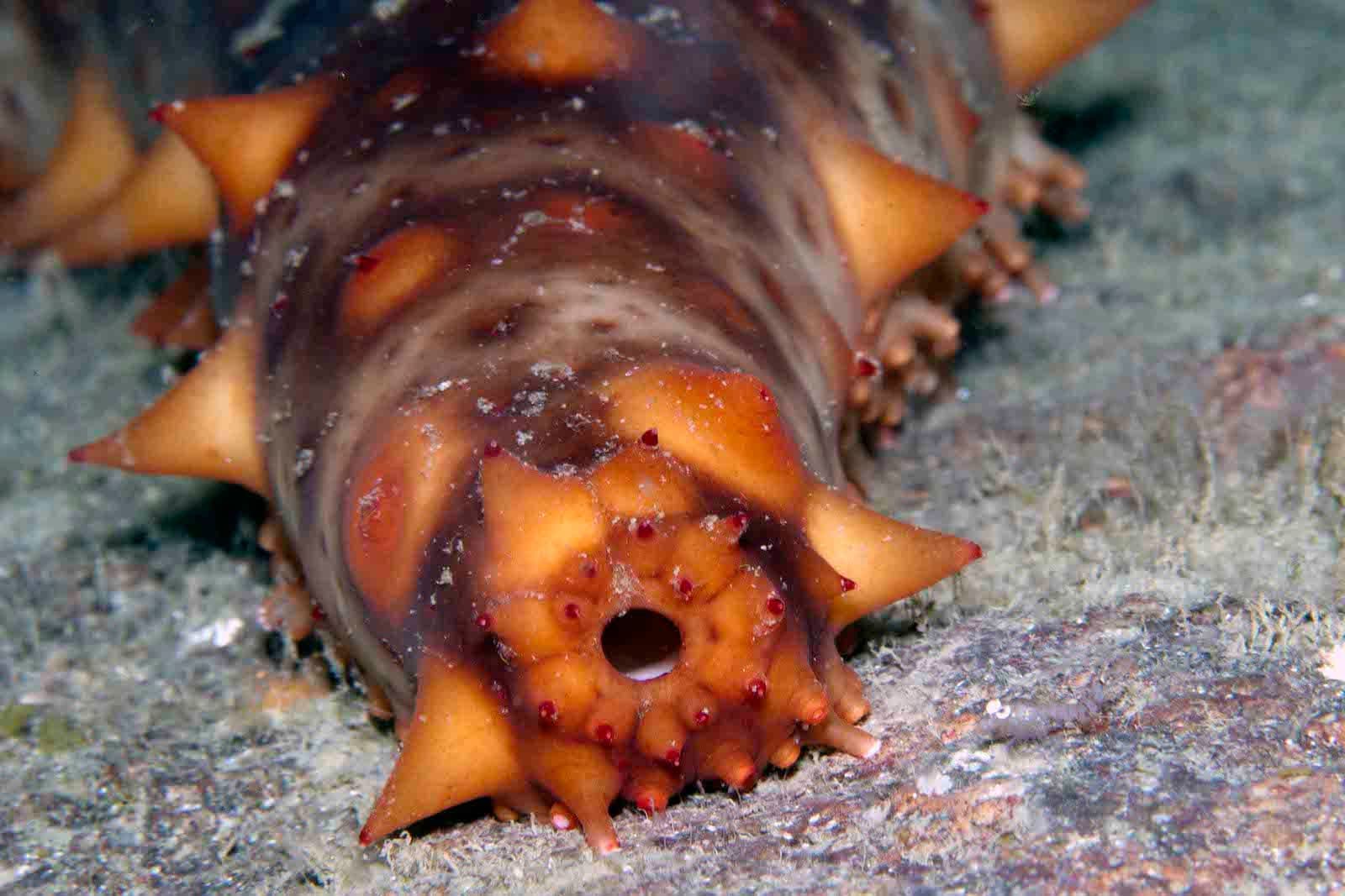 sea cucumber with open cloaca