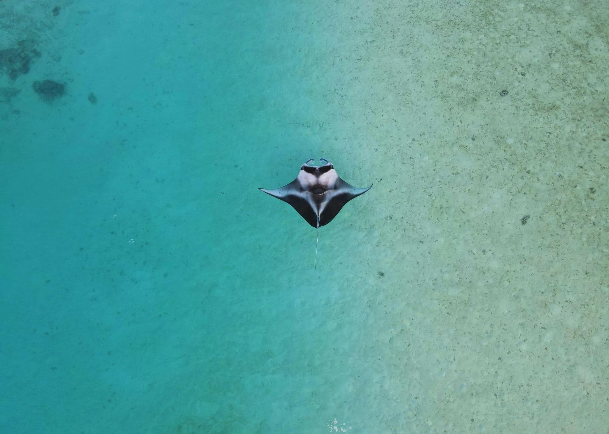 Manta rays live in temperate, subtropical and tropical waters.