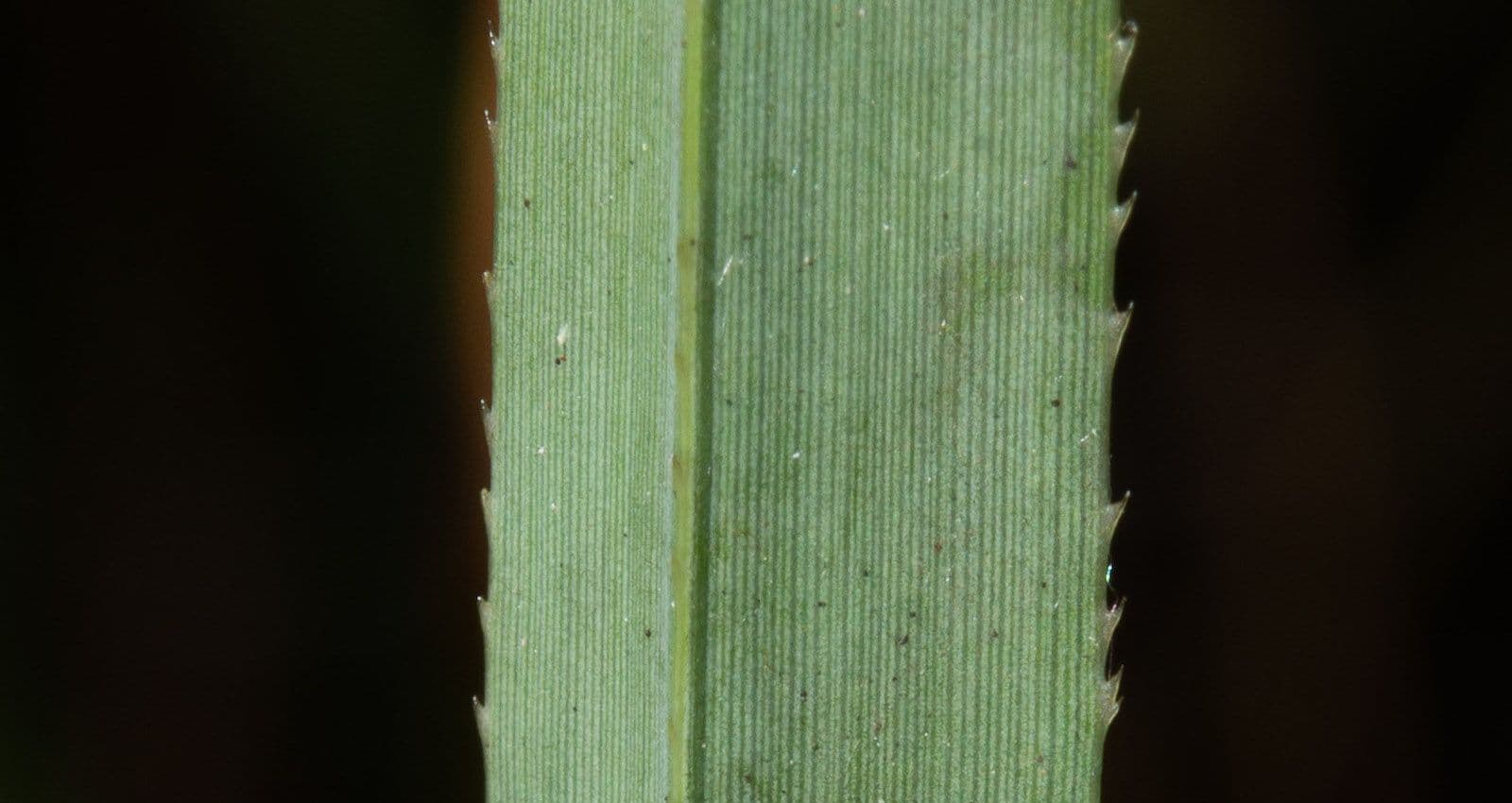 cladium leaf