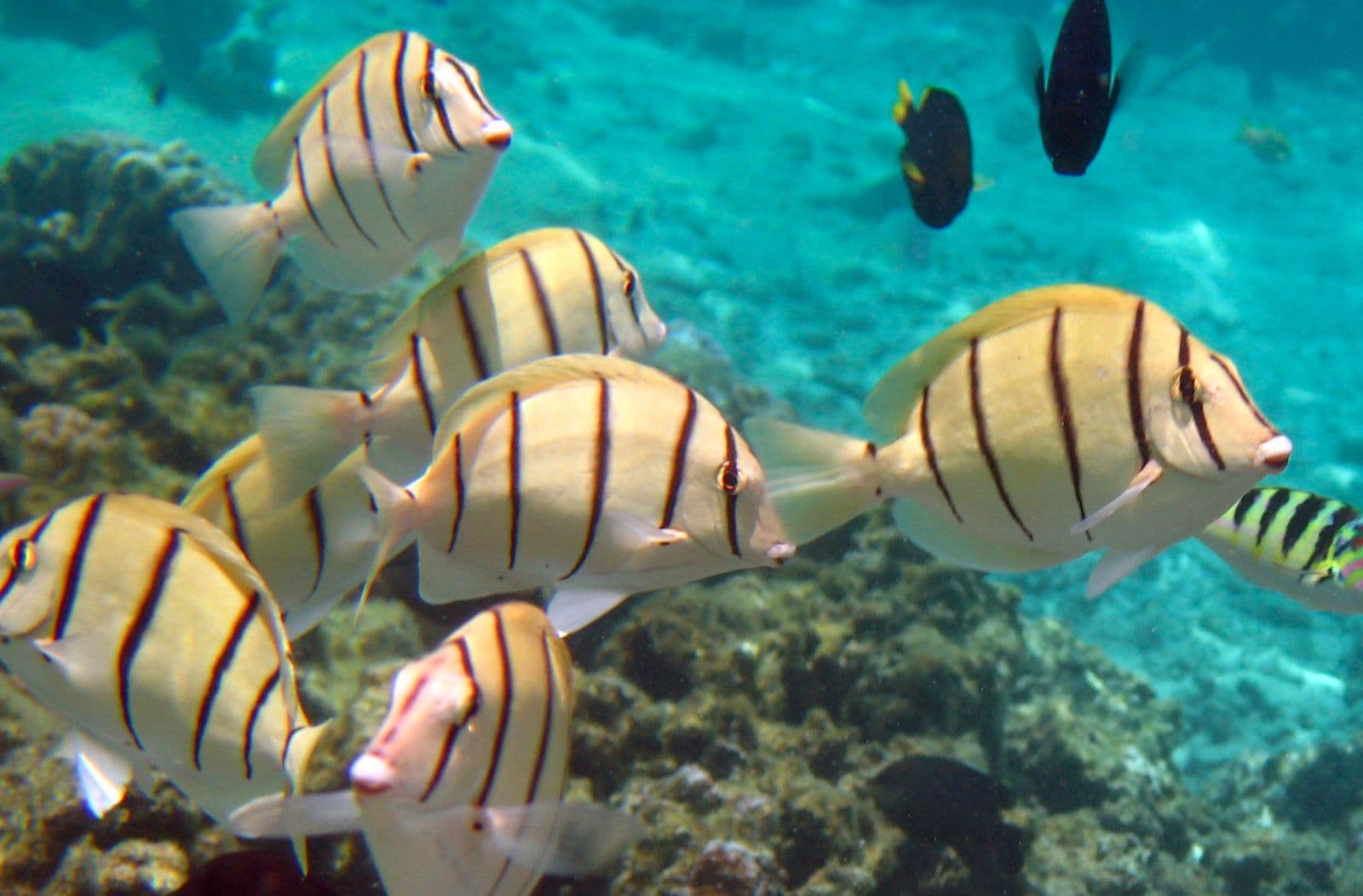 manini
