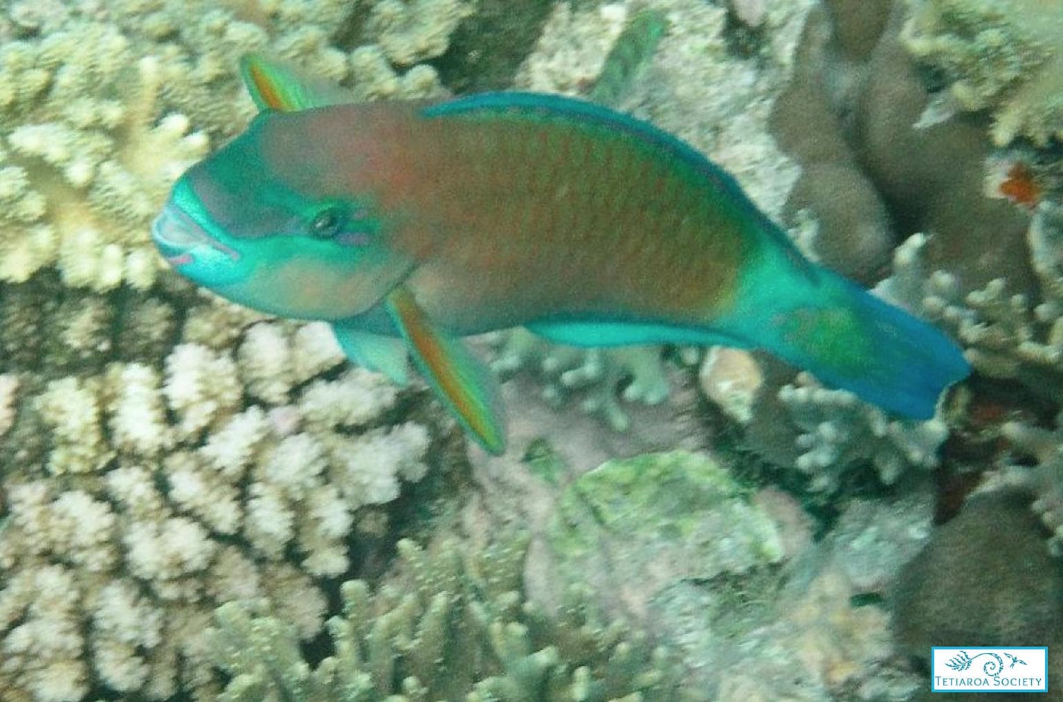 Terminal phase (male) red variant