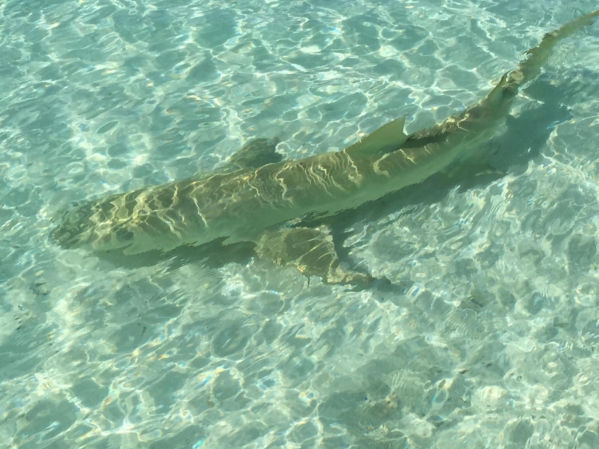 They can also swim near the surface in pursuit of pelagic fish
