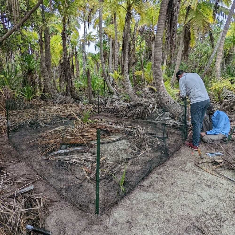 Alex Wegman & Andrew Petit finalizing an enclosure on Tiaraunu