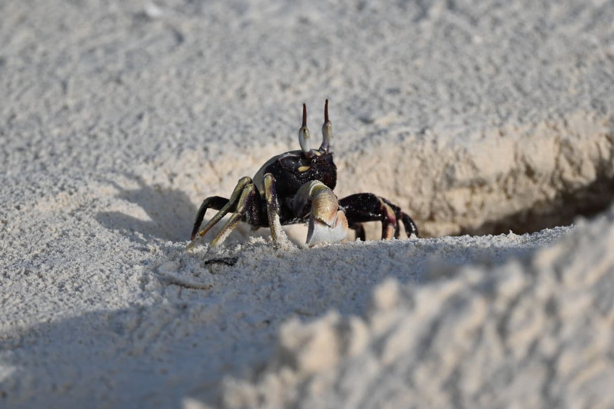 fast-running ghost crab