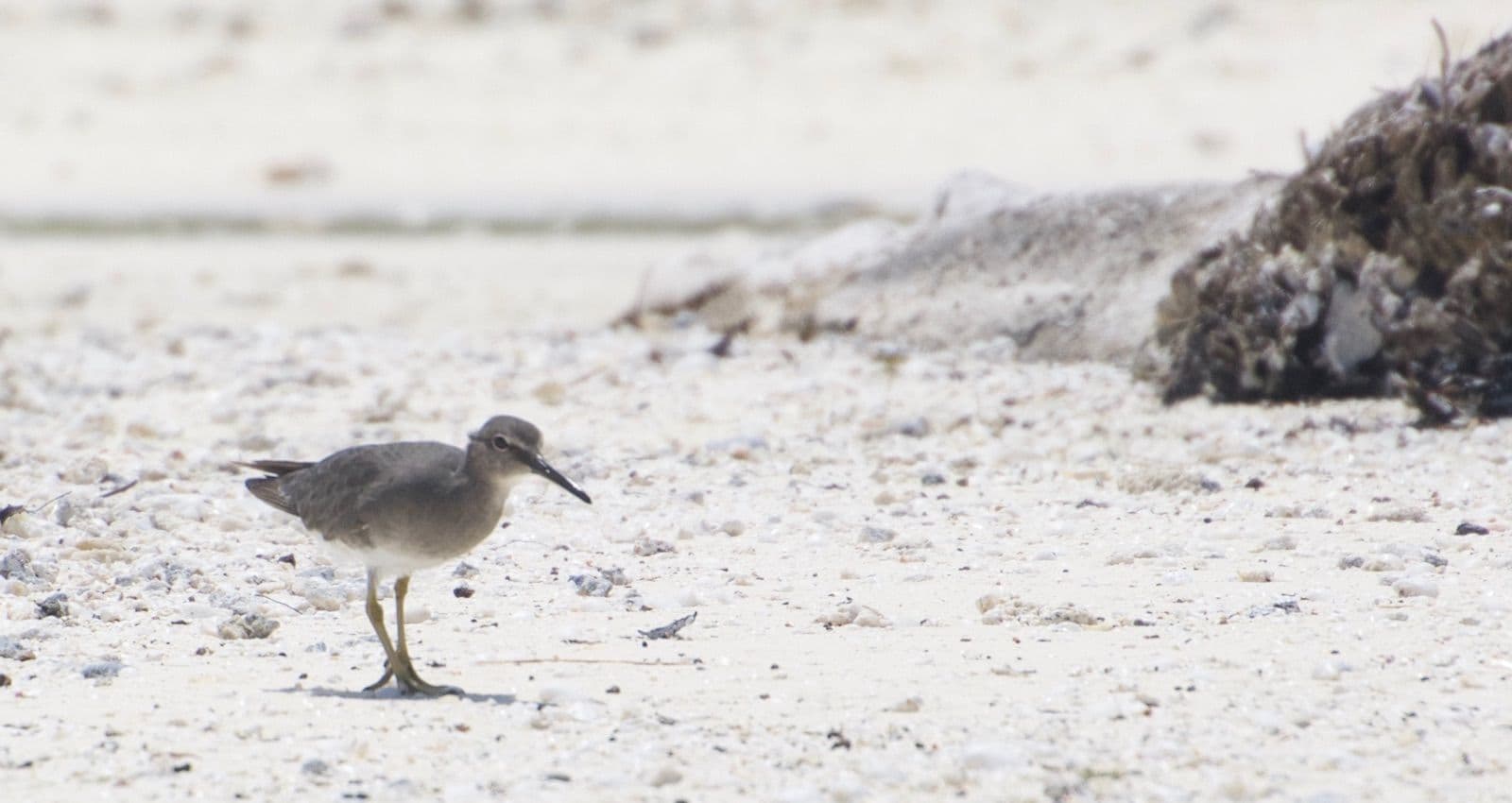 Uriri on a Tetiaroa beach