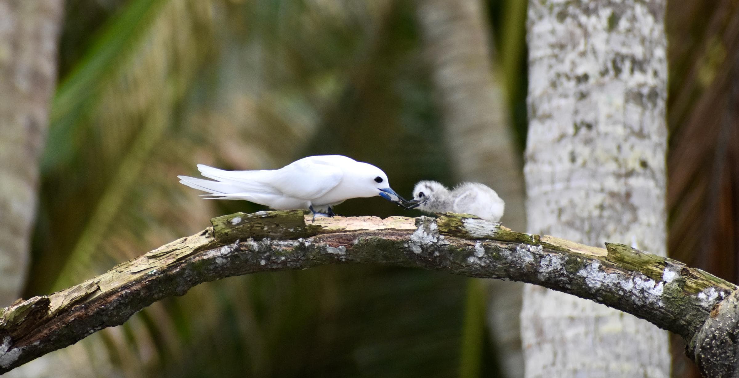 white tern feeding its chick