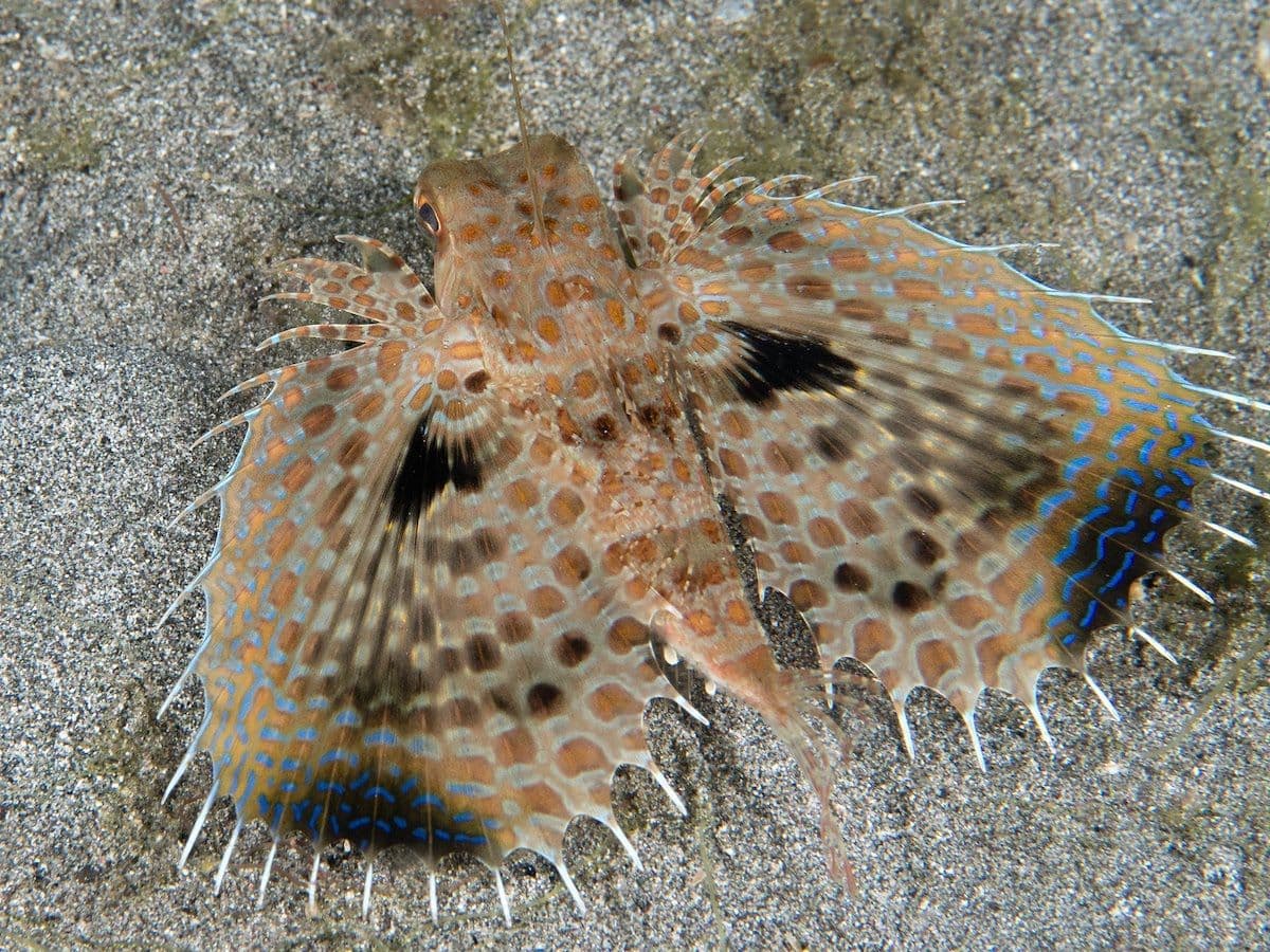 It frequents the sandy-detritic zones of the exterior slope, and eats small fish and invertebrates.
