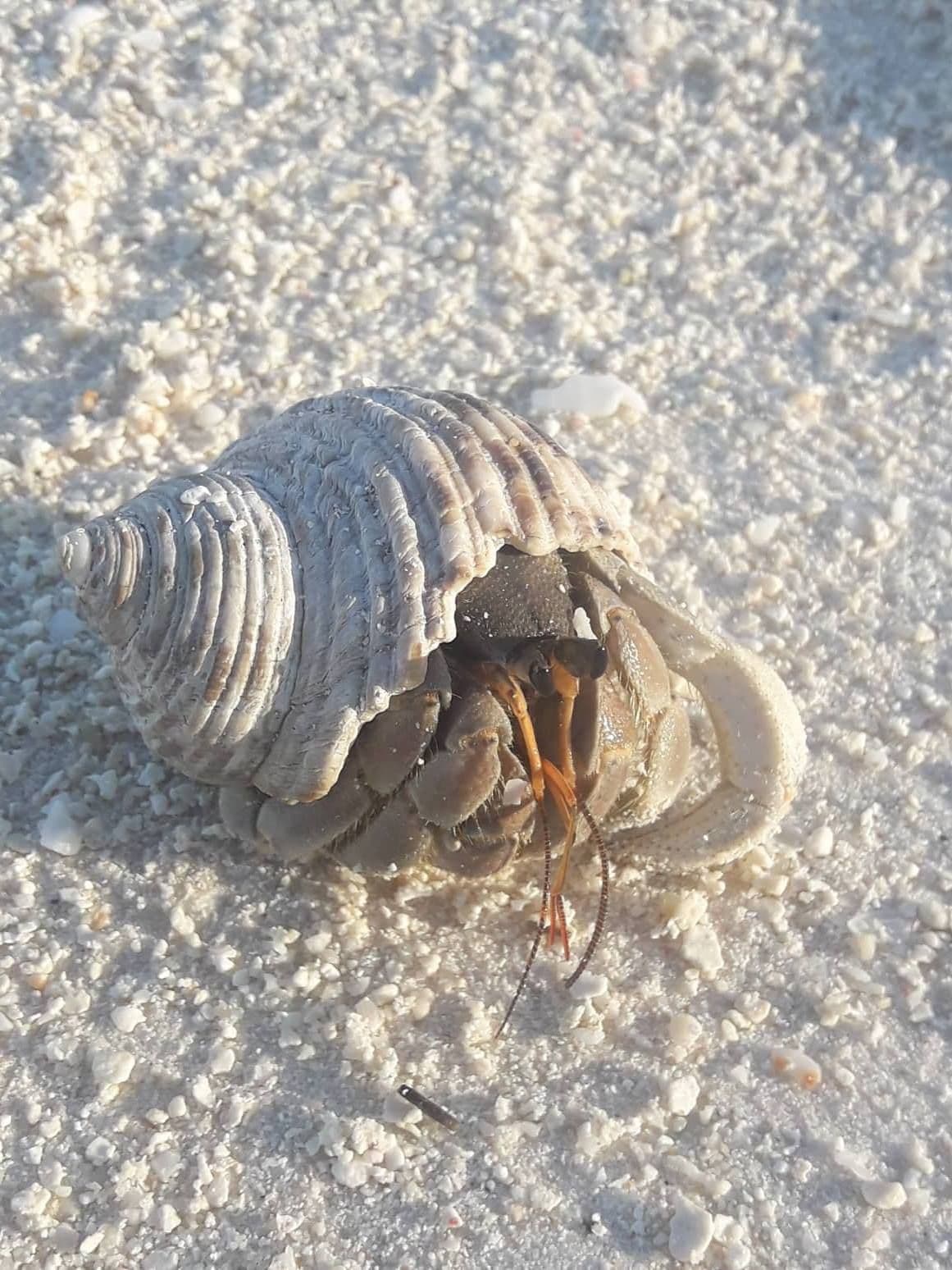 This crab can produce a shrill sound by rubbing its wrinkled claw on the inside of its leg.