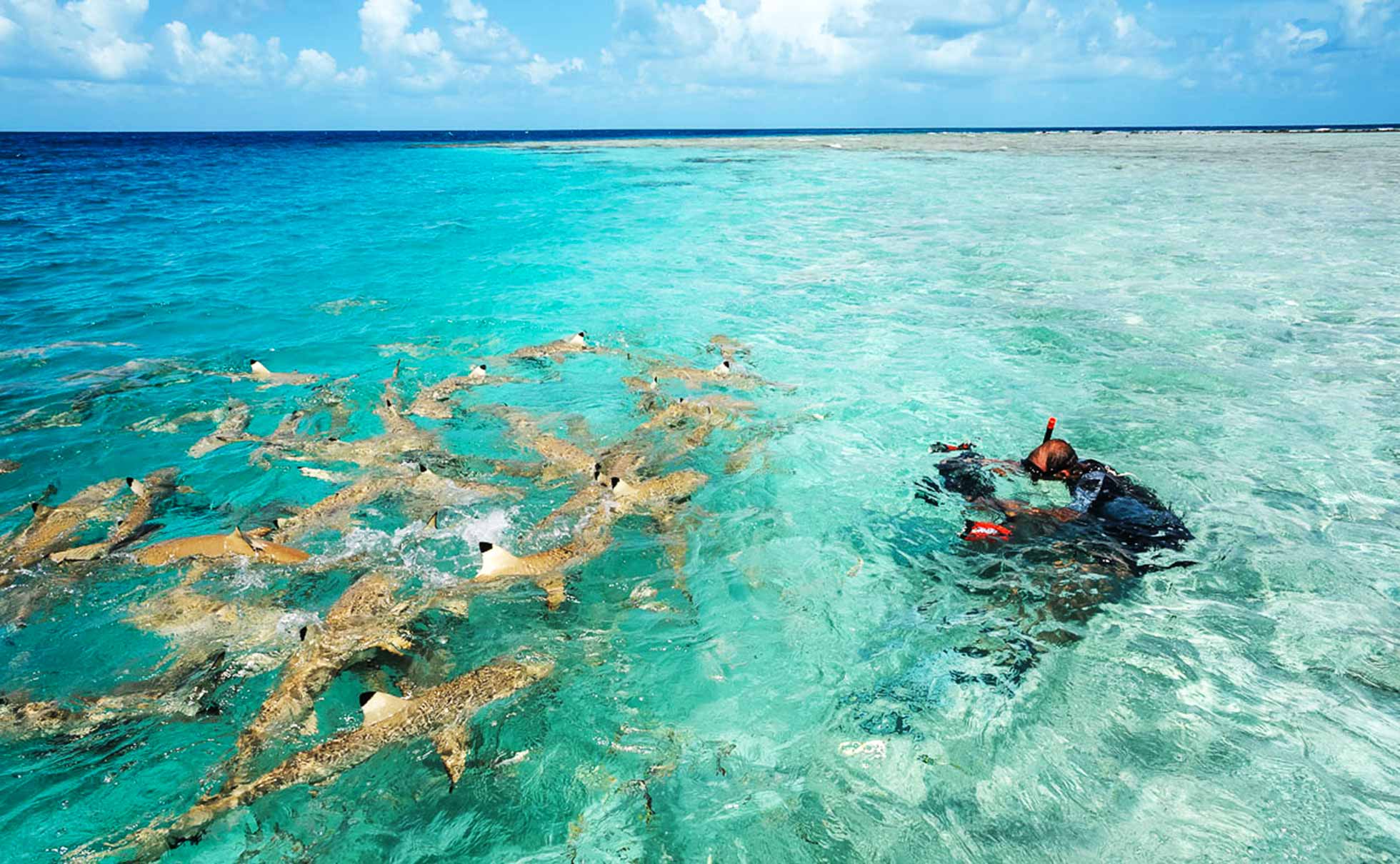 snorkeling with blacktips