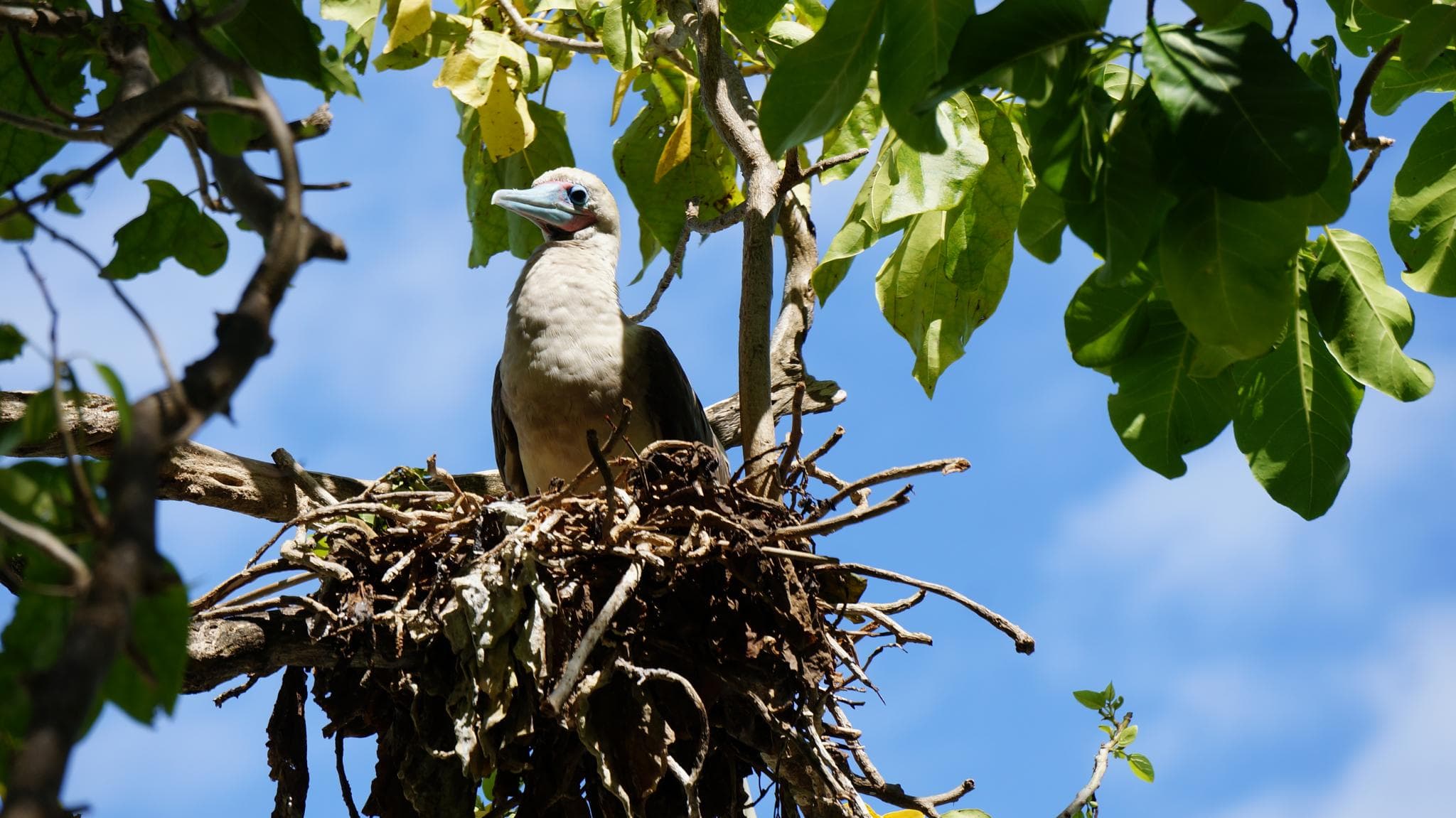 Booby nest