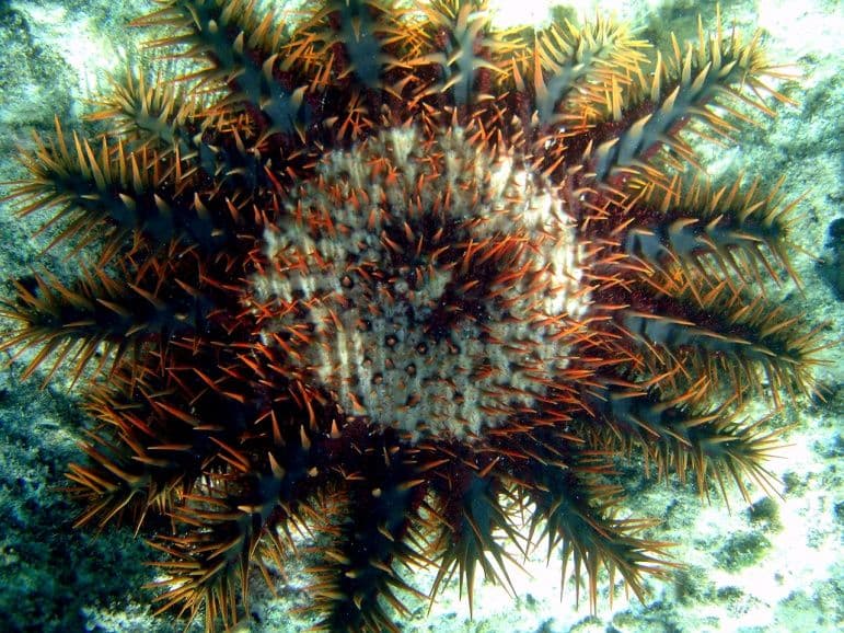 Despite their stiff appearance, crown-of-thorns starfish are surprisingly agile.