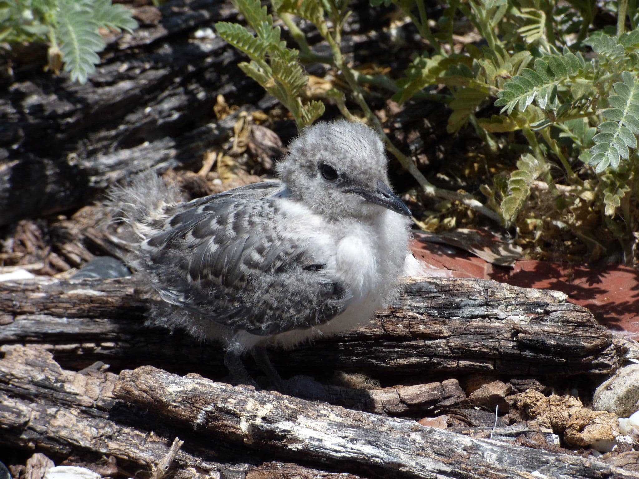 Grey-Backed Tern at juvenile stage