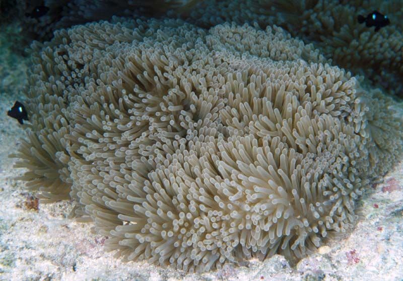 The sea anemone is the exclusive home of clownfish