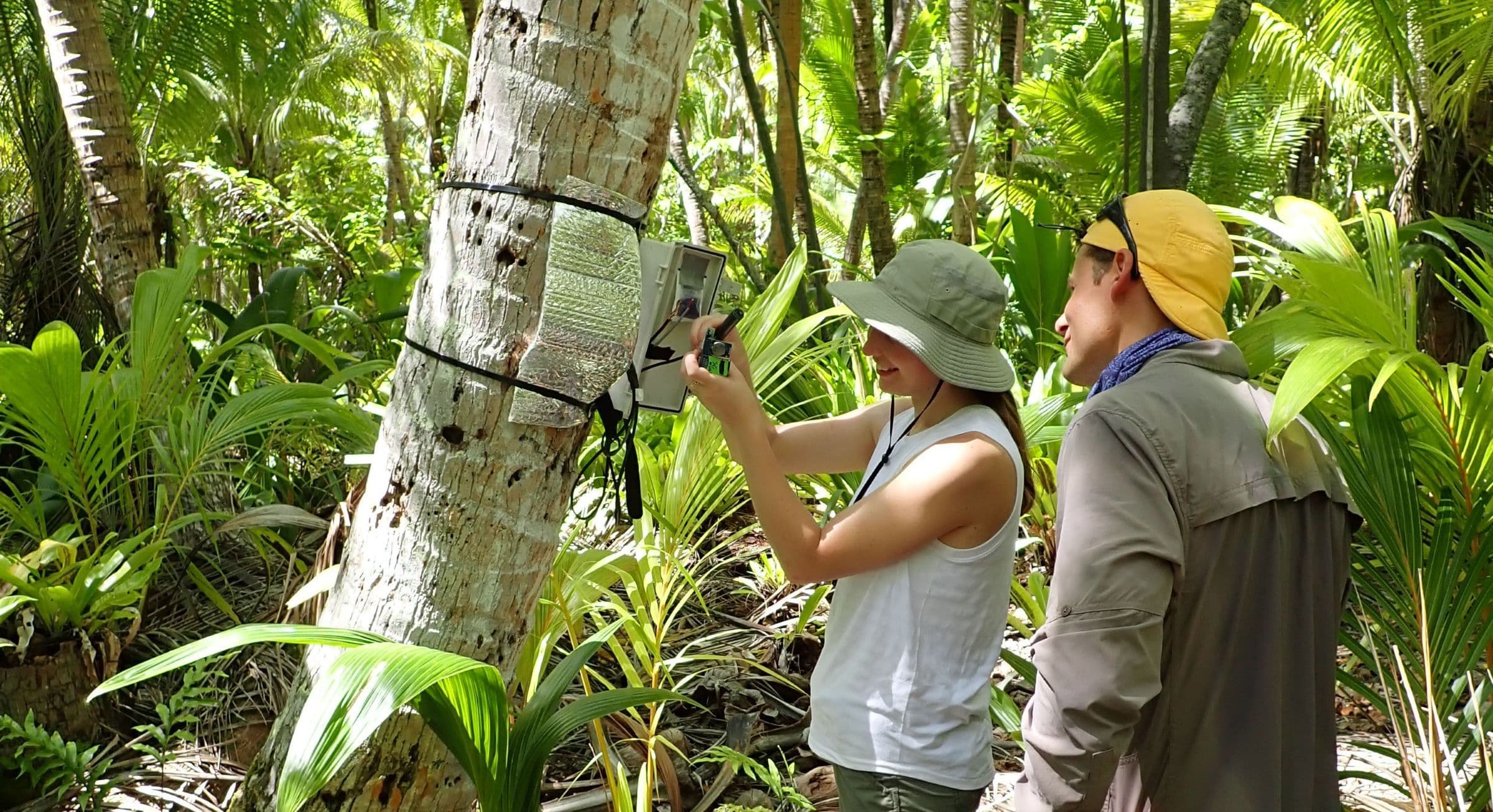 checking on the sapflow sensors