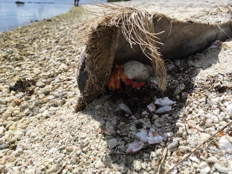 The strawberry hermit crab is more active at night, like the coconut crab.