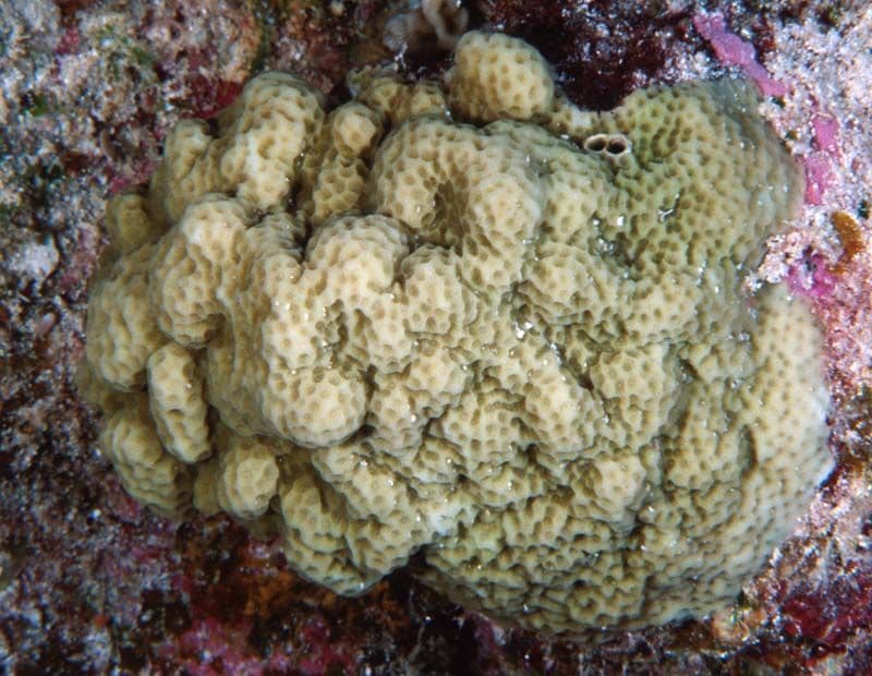 This specie of coral grows slowly, about 0.3 in (8 mm) per year