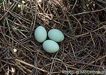reef egret eggs