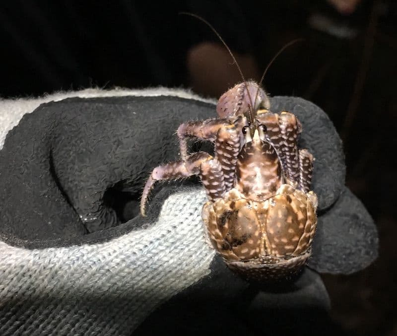 a curious coconut crab